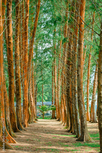 Pine trees scenery at Kijal, Kemaman, Terengganu, Malaysia photo