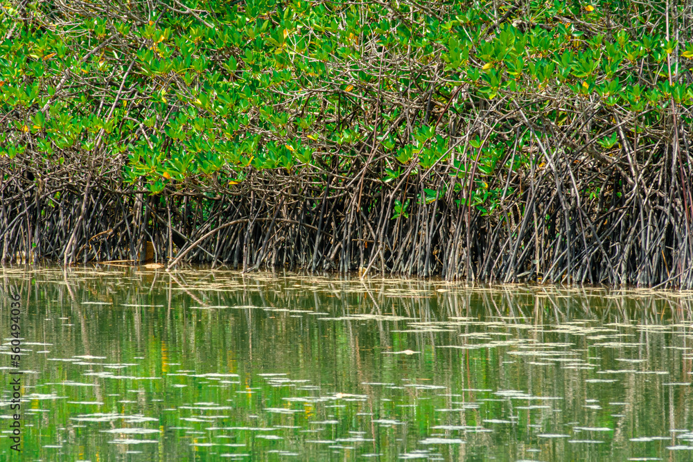 Mangroves swamp in Marang, Terengganu, Malaysia. Mangroves swamp in Marang, Terengganu, Malaysia.