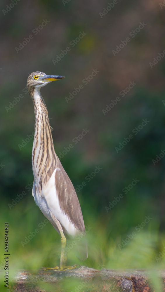 Beautiful heron (bog pakhi) and Cattle Egret bird on the field with green background, selective focus images. Beautiful heron (bog pakhi) and Cattle Egret bird on the field with green background, selective focus images.