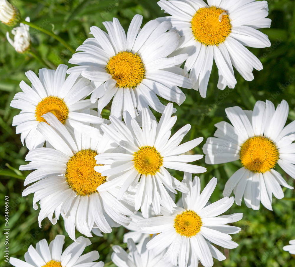 Fototapeta premium Chamomile in the meadow.