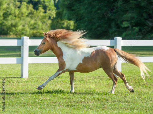 Obraz na plátně Miniature horse filly runs in white fence paddock