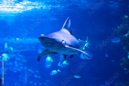 Shark in the water. Aquatic creature. Water world. Sea  ocean  lake and river fauna. Zoo and zoology.