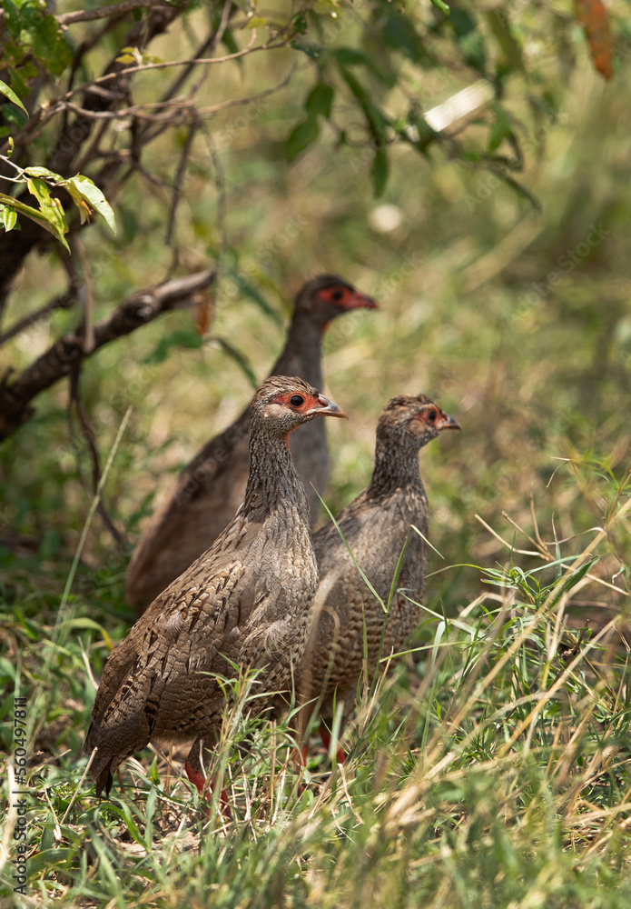 Red-necked spurfowls, Masai Mara, Kenya Red-necked spurfowls, Masai Mara, Kenya