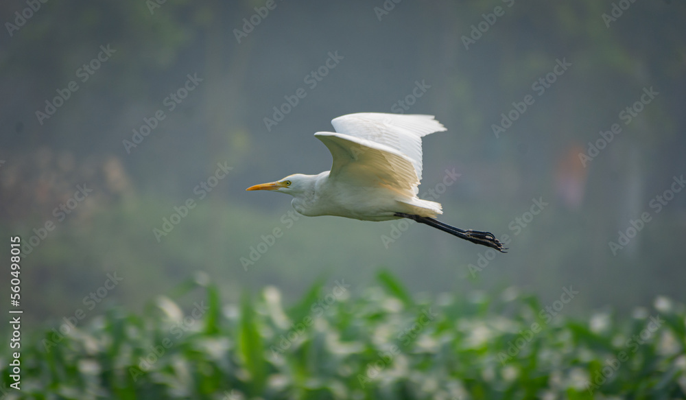 White heron and Cattle Egret bird (bog pakhi) flying on the field with green background, selective focus images. White heron and Cattle Egret bird (bog pakhi) flying on the field with green background, selective focus images.