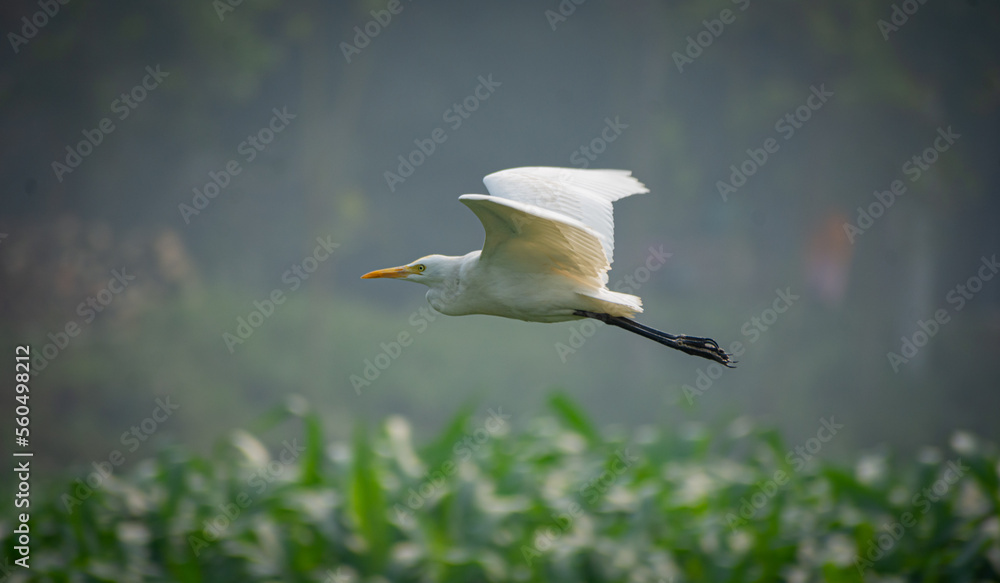 White heron and Cattle Egret bird (bog pakhi) flying on the field with green background, selective focus images. White heron and Cattle Egret bird (bog pakhi) flying on the field with green background, selective focus images.
