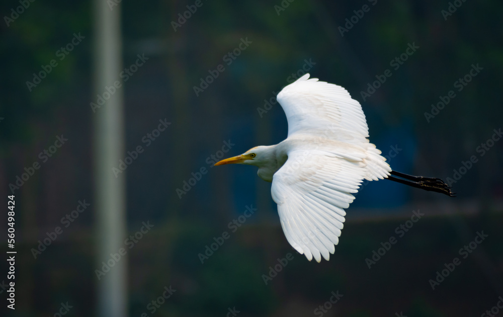 White heron and Cattle Egret bird (bog pakhi) flying on the field with green background, selective focus images. White heron and Cattle Egret bird (bog pakhi) flying on the field with green background, selective focus images.