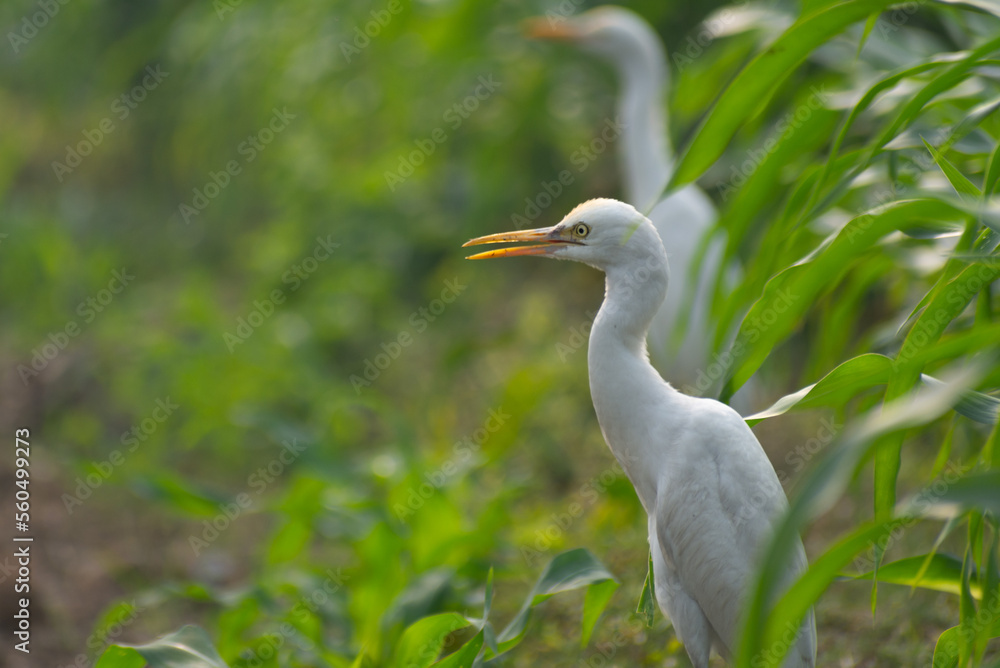 White heron and Cattle Egret bird (bog pakhi) on the field with green background, selective focus images. White heron and Cattle Egret bird (bog pakhi) on the field with green background, selective focus images.