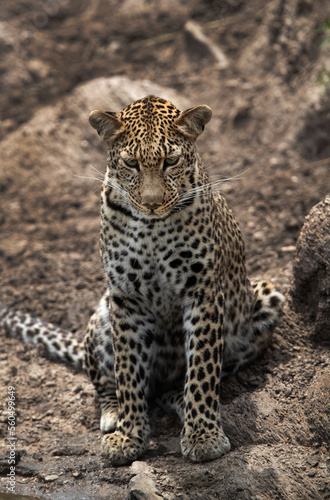 Portrait of a leopard, Masai Mara, Kenya