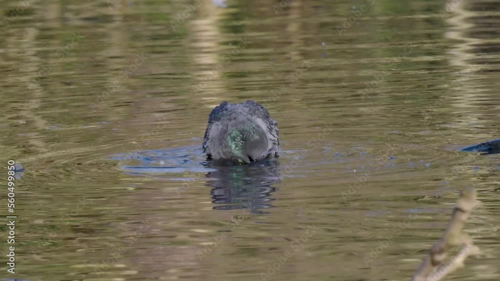 Pigeon Bathing in a Lake Pigeon Bathing in a Lake