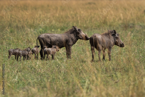 Warthogs with piglets at Masai Mara  Kenya