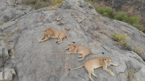 African Lion and his female lionesses by drone in the Serengeti National Park, Tanzania, East-Africa. Dominating african lion king shot by drone in a safari. photo