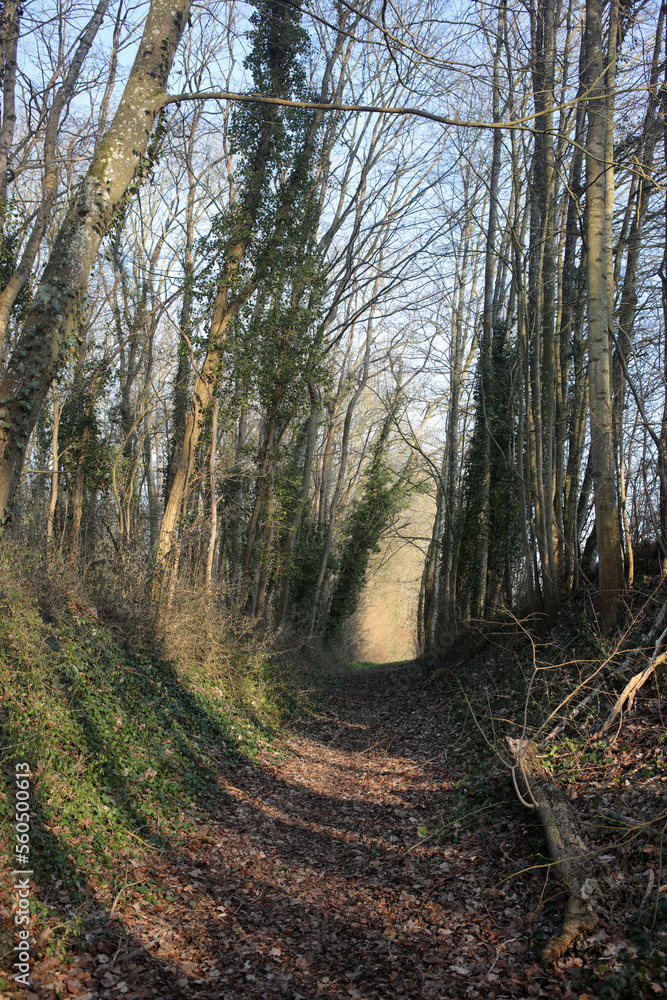 Forest in place of a disused railway - Bleury Saint Symphorien - département d'Eure-et-Loir - région Centre-Val de Loire - France Forest in place of a disused railway - Bleury Saint Symphorien - département d'Eure-et-Loir - région Centre-Val de Loire - France
