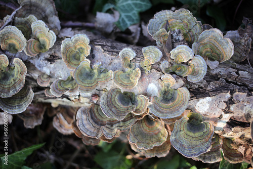 Canvas Print Trametes versicolor - Turkey tail - Basidiomycetes - Polyporales - Polyporaceae