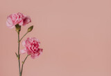 Feminine aesthetic soft pink background with coronation flower, minimal, with copy space