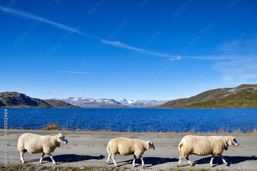 Schafe auf Bergstrasse am See in Nationalpark Jotunheimen, Norwegen