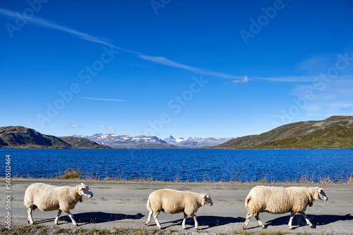 Schafe auf Bergstrasse am See in Nationalpark Jotunheimen, Norwegen