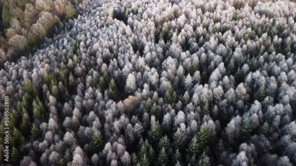 Winterwald, gefrorene Baumkronen, frostig kalt Winterwald, gefrorene Baumkronen, frostig kalt