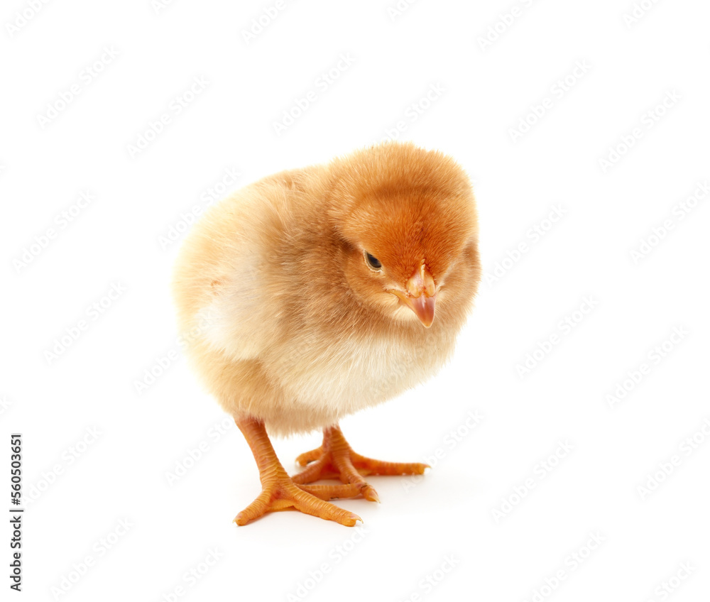 Obraz premium Small yellow chicken.
