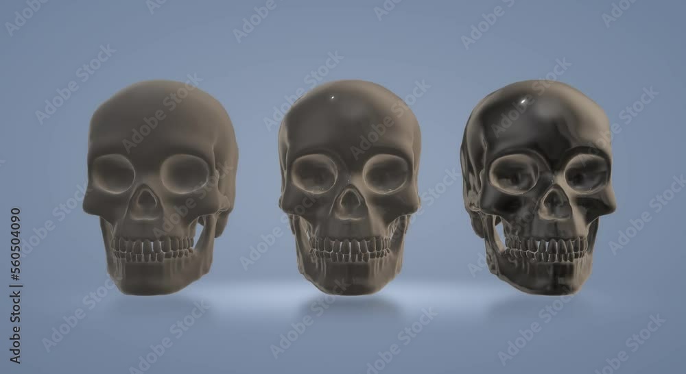 human skeleton anatomy skull human skeleton anatomy skull