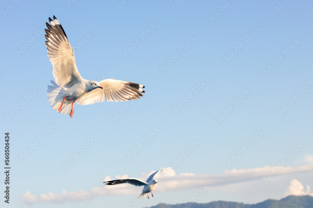 Obraz premium 2 birds