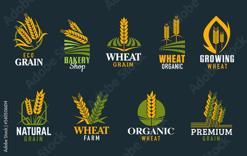 Agriculture cereal ears and spikes. Wheat, rye, barley, rice, millet stalks. Organic products shop, bakery and cereals and wheat growing farm vector icons or symbols with wheat or rye ears