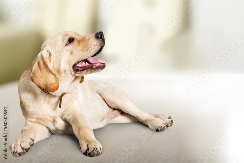 Cute smart young dog resting