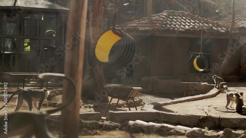 Many green monkeys walk around their enclosure at the zoo on a sunny day in Antalya, Turkey. Shot through a metal grille, which is visible in the frame without focus. High quality 4k footage