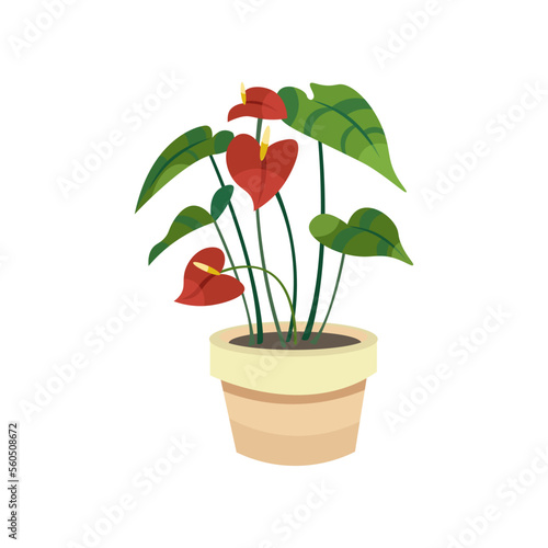 Anthurium flat vector illustration. Indoor flower or plant in flowerpot or vase, anthurium in pot isolated on white background. Interior, urban jungle concept