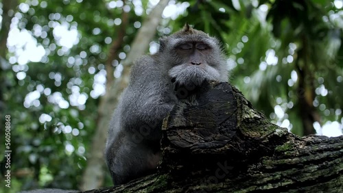 sleeping monkey against the background of the forest