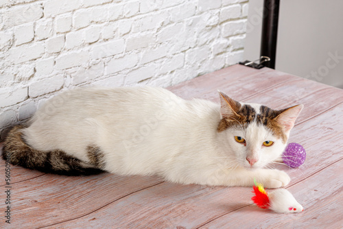 beautiful white cat lies with toys close-up photo