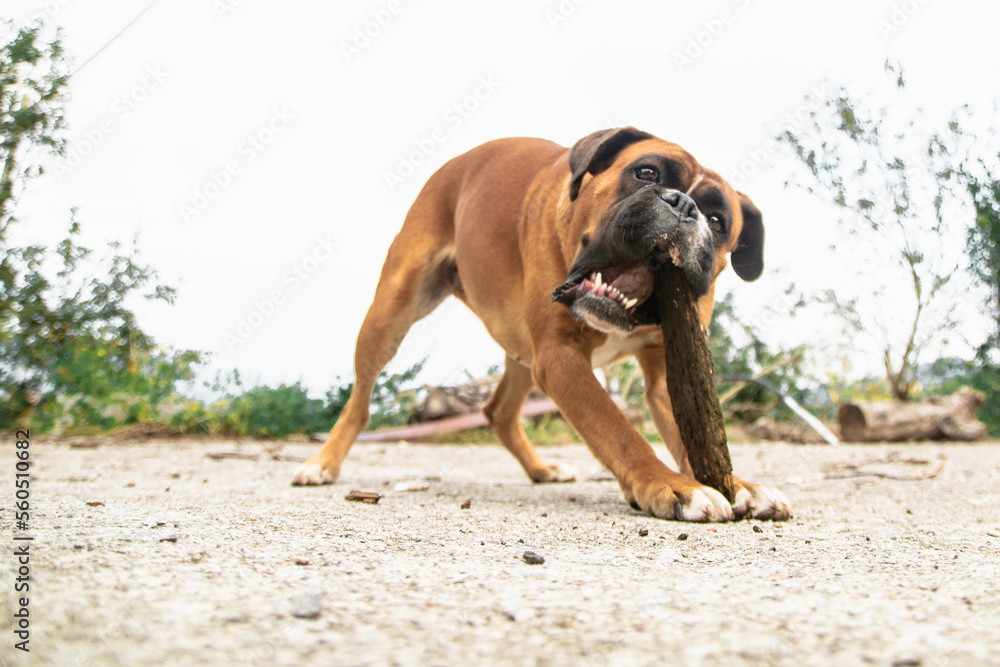 A boxer dog having fun with a wood stick
