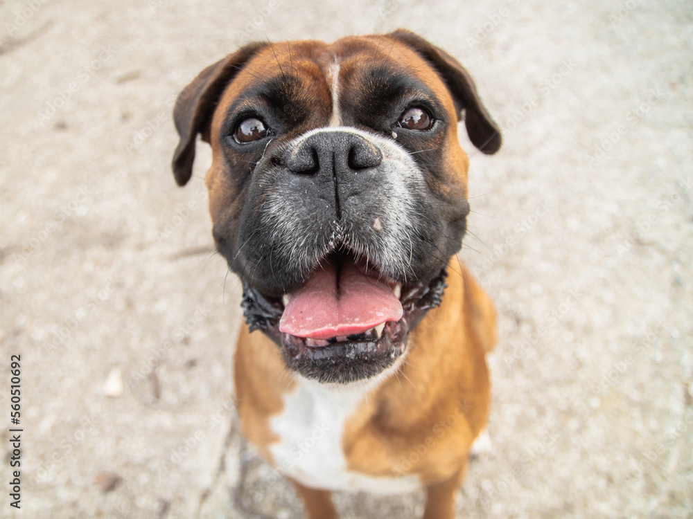 angular portrait of a happy dog angular portrait of a happy dog