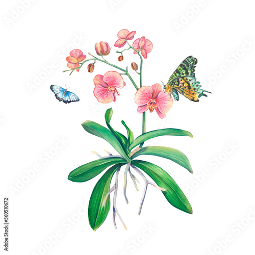 Pink orchid in watercolor on a white background with butterflies. An exotic houseplant. Tropical orchid. Botanical illustration of a flower. Flower arrangement for print, invitation design, pack, spa.