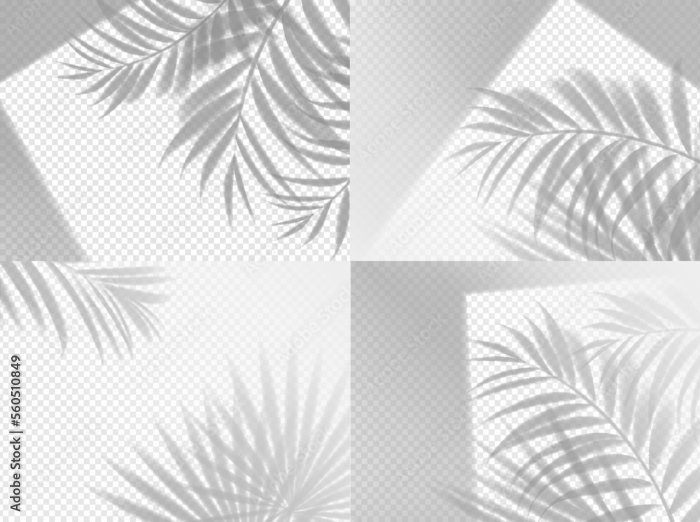 Fototapeta premium Palm shadow background overlay on transparent, vector set. Summer tropical plant leaf shade and window light realistic mockup. Foliage background with shadow overlay effect of beach palm tree branches