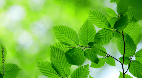green leaves background in sunny day