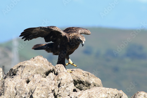 A golden eagle landing on some rocks © Gonzalo