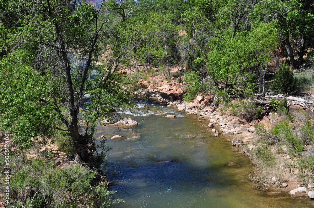 Tree casts shades on to stream as water flows Tree casts shades on to stream as water flows