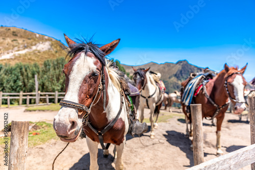 horses for tourists on mountain tours