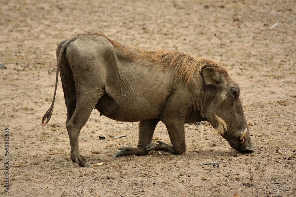 Fototapeta premium wild boar typical eating style
