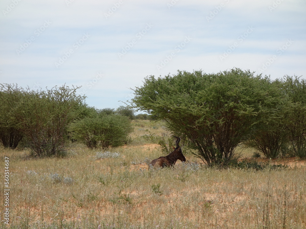 Naklejka premium Namibia