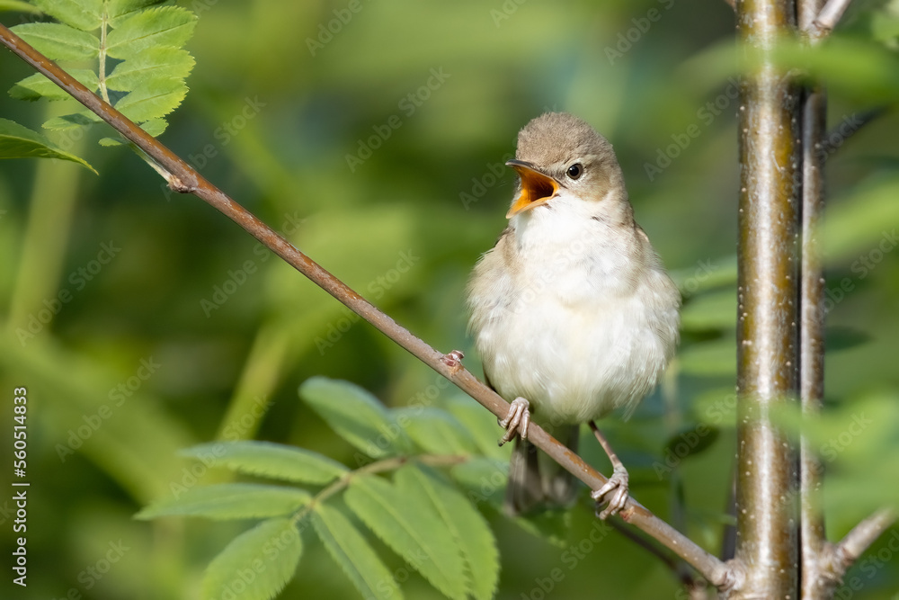 Blyth’s Reed Warbler Blyth’s Reed Warbler