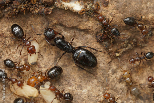 Closeup on a wingless female of the Mediterranean Camponotus lateralis arboreal ant with workers and eggs photo