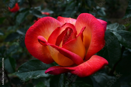 Beautiful view of red-orange rose open bud in the garden. Isolated flower for women on Valentine's Day. Red petals
