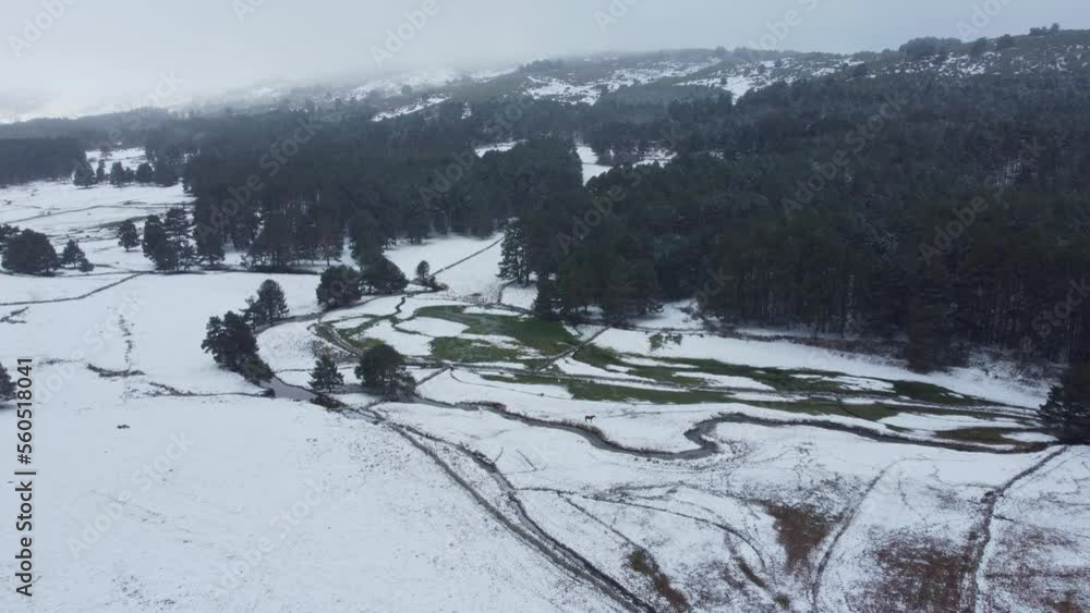 Aerial view of snowy forest during a snowfall Aerial view of snowy forest during a snowfall