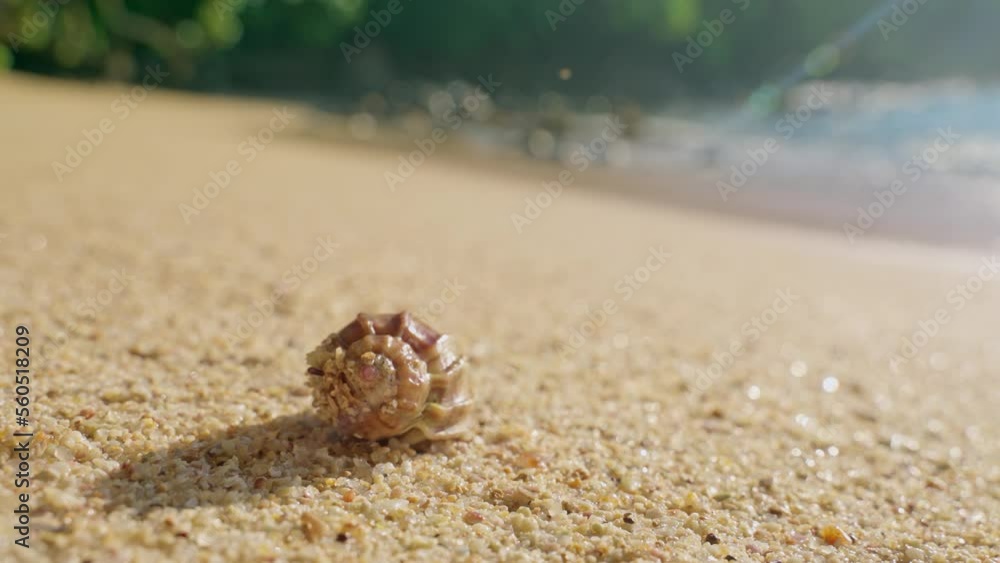 Hermit Crab On Beach Fauna of the coastal strip of the Indian Ocean. Wild life in Sri Lanka. High quality 4k footage Hermit Crab On Beach Fauna of the coastal strip of the Indian Ocean. Wild life in Sri Lanka. High quality 4k footage
