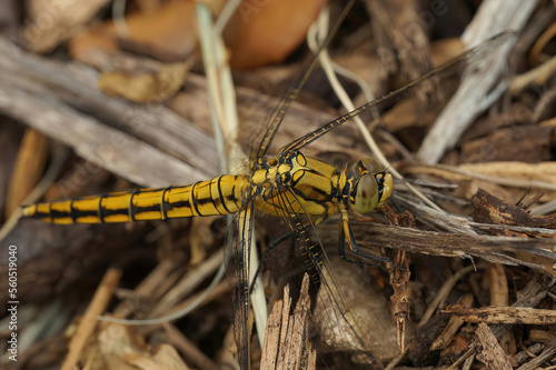 Macro shot of an adult yellow female keeled skimmer dragonfly, Orthetrum coerulescens posed on the ground photo