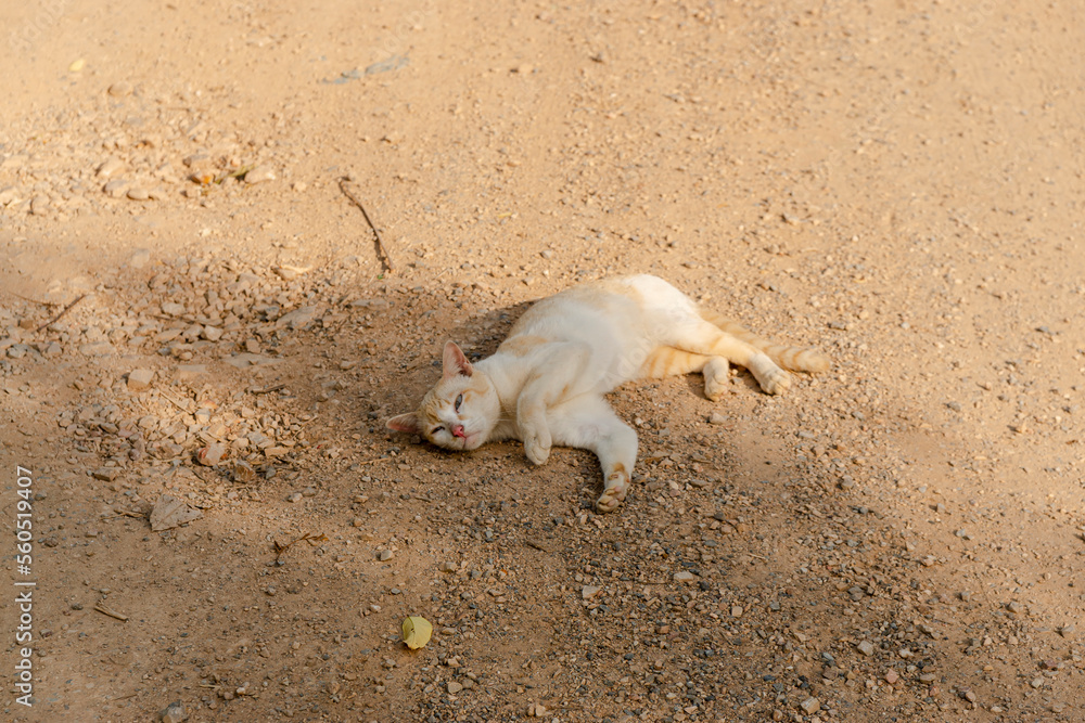 Fototapeta premium Orange cat playing on gravel road