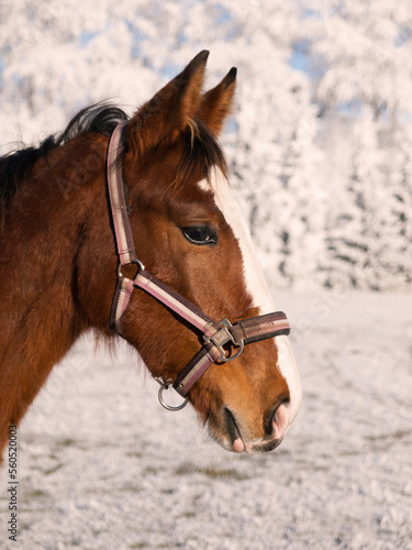 Young sport horse with halter on winter paddock in equine center. Agricultural scene.