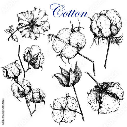 Cotton. Black and white sketch.Isolated on white. Vector. Hand drawing.Engraving. Plant branch with bud and leaves.Ripe bud.For labels,cotton product design