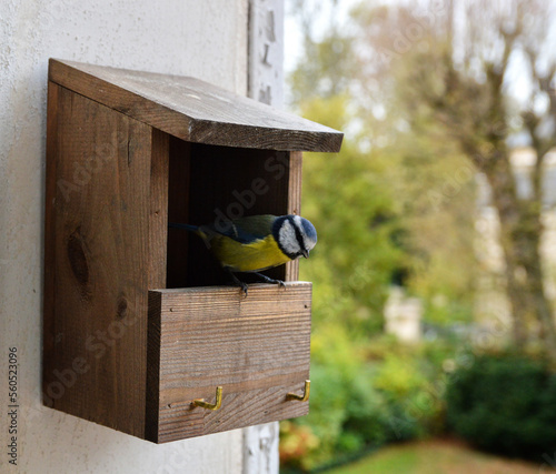 A bird house or nest box hung on a wall for the garden birds, with a tit inside.